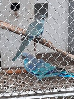 Barnard červenočelý modrý