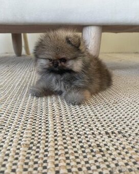 Pomeranian