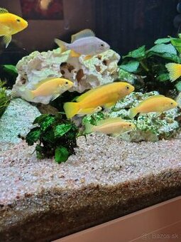 Labidochromis caeruleus yellow