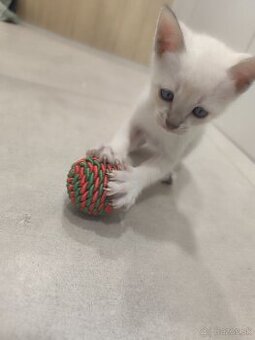 Siamské mačiatka na predaj (typ: Thai Ratana Eye Siami)