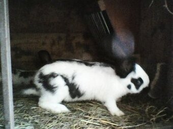 Predavam NOS kraliky.