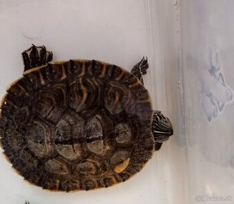 Ročná vodná korytnačka