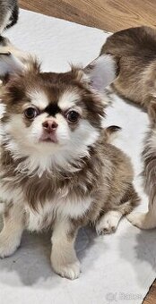 Civava dlhosrstá s PP rodokmen