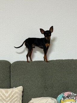 Ponúkam krytie – Pražský krysařík