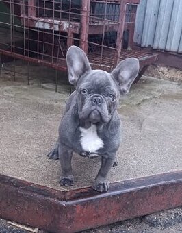 Francuzsky buldoček