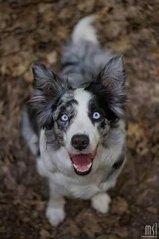 Border kólia blue merle