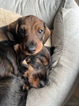 Jezevčík drsnosrstý trpasličí/králičí