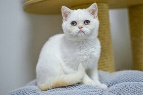 Britské mačiatka hľadajú nový domov