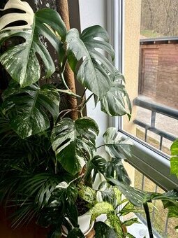 Monstera Albo