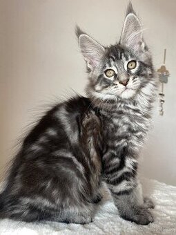 Mainská mývalia, Maine Coon , MCO s PP