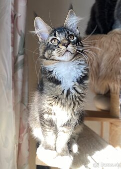 Mainská mývalia, Maine Coon , MCO s PP