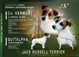 Jack Russell teriér