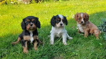 Cavalier king charles spaniel
