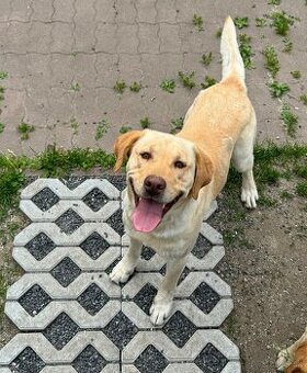 Labrador- krytie