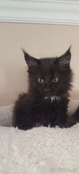 Mainska mývalia ,Maine Coon