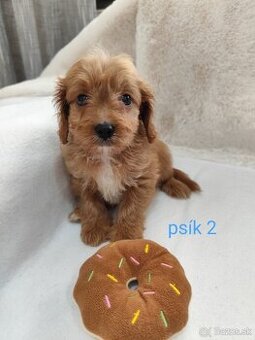 Cavapoo