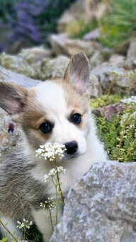 Welsh Corgi Pembroke