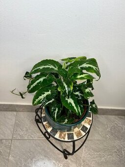 Syngonium Wendlandii