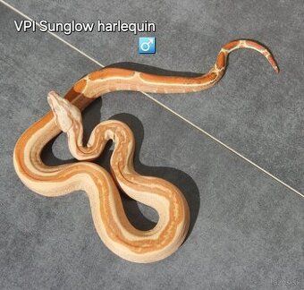 Boa constrictor "Harlequin "