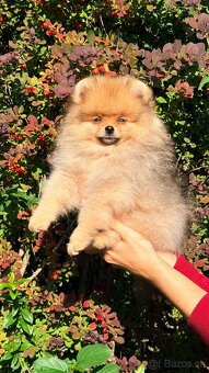 Pomeranian