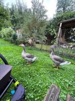 predam LANDASKE husi vymenim