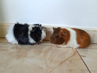 Morčatá ,Morča,Morské prasiatka