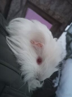 Morské prasiatko ( morča)