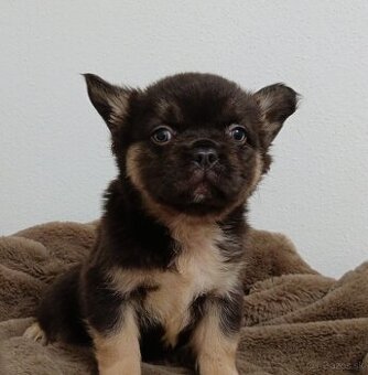 Francúzsky buldoček fluffy