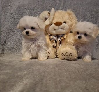 Maltezak mini