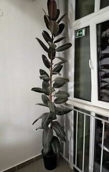 Figovník kaučukový