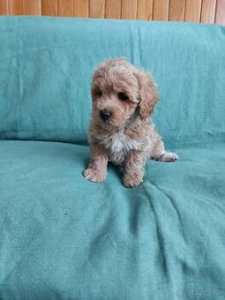 Maltipoo