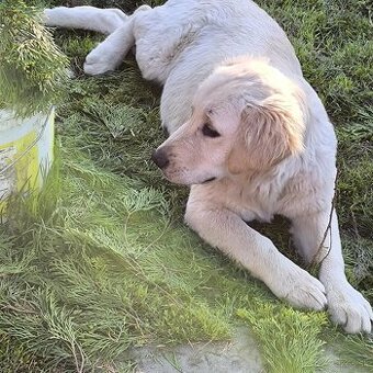 Zlatý retriever 5mes. steniatko nar.11.2024