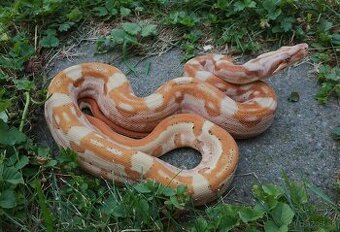 Boa imperator - Paradise Sunglow Aztec, Sunglow Motley