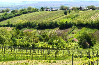 NA PREDAJ - vinice, obec Strekov, výmera 5659 m2