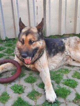 Nemecky ovčiak x Husky