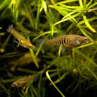 Živorodka pôvabná - Neoheterandria elegans