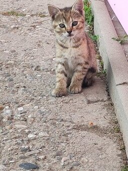 Darujem do dobrých ruk