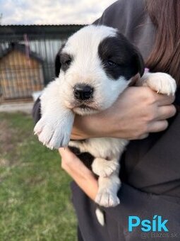 Stredoázijský ovčiak