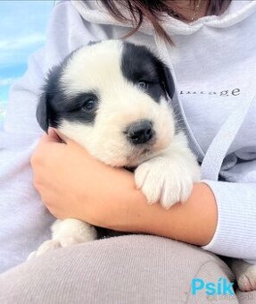 Stredoázijský ovčiak