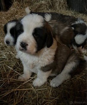 Moskovský strážny pes