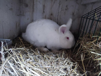 Novozelandský biely