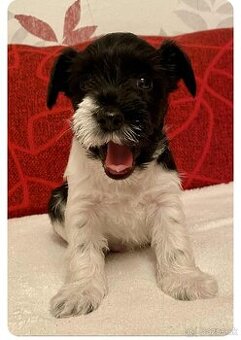 Americký parti knírač malý s PP