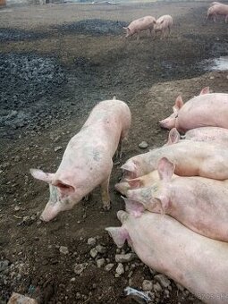 Predám prasatá