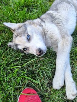 Husky