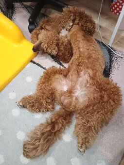 Pudlik