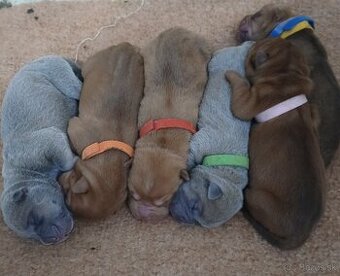 Luxusní stěňata šarpej, sharpei shar pei s PP