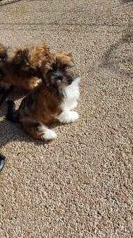 Prodám štěňátka Lhasa Apso