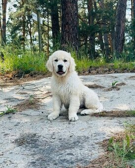Zlaty retriever Golden retriever šteniatka s PP