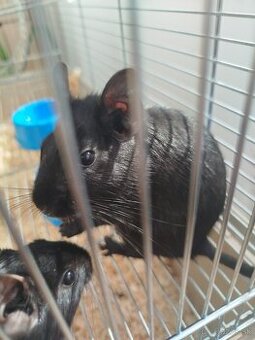 Osmak degu