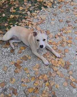 Americky Pitbulterier